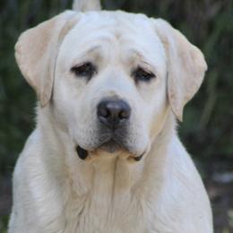 Clover - Labrador Retriever