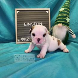 Einstein - White male Bulldog puppy in Hillsdale County, Michigan from KZ Bullies LLC