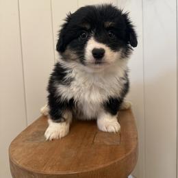 Mira- AKC fluffy female - Black and tan female Pembroke Welsh Corgi puppy in Red Bluff, California from Wilder Ranch Corgis