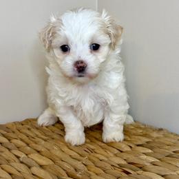 Vader - White male Maltipoo puppy in Morehead, Kentucky from Paw Perfect Pets