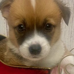 Pembroke Welsh Corgis from Happily Ever After Corgis