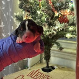 Girl 2 - Basset Hound puppy in Lynchburg, Virginia from Clays Bloodhounds and Bassets