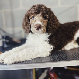 Kal - Parti male Poodle puppy in Mars Hill, North Carolina from Hunter Farm