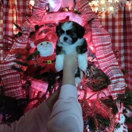 Shih Tzu Puppies from Starrynight Shih Tzu