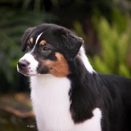 Australian Shepherd All Grown Up from Trailblazer Australian Shepherds