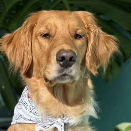 Golden Retrievers from Barrier Island Goldens