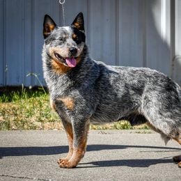 Australian Cattle Dog puppies from Straight Arrow Australian Cattle Dogs