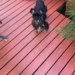 Miniature Schnauzer All Grown Up from Nordwest Schnauzers