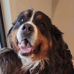 Bindi - Bernese Mountain Dog