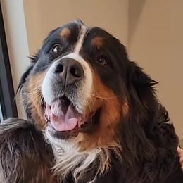 Bindi - Bernese Mountain Dog