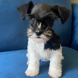 John Jacob - Parti male Miniature Schnauzer puppy in Lufkin, Texas from Fergie’s Miniature Schnauzers