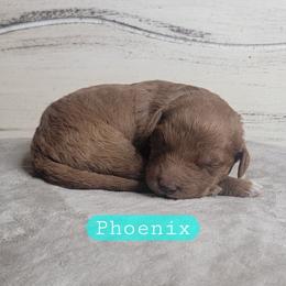 Phoenix (Aqua Collar) - Red  female Goldendoodle puppy in Scurry, Texas from 07 Seven Oaks Goldens and Doodles