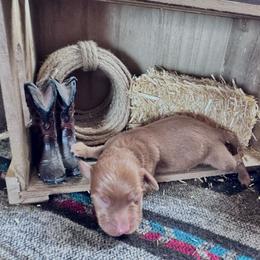 Rad - Red male Dachshund puppy in Duncan, Arizona from Bootheel Doxies