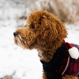 Ginger - Poodle