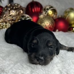 Gobbler - Black and tan male Dachshund puppy in Payette, Idaho from NT Mini Doxies