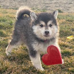 Chocolate - Chocolate female Pomsky puppy in Grandview, Washington from Alyssa’s Pomskies