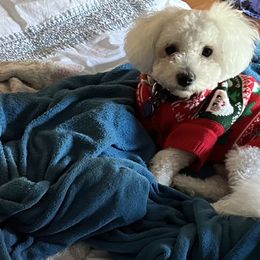 Bichon Frises from Teaching Lads Bichons
