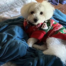 Bichon Frises from Teaching Lads Bichons