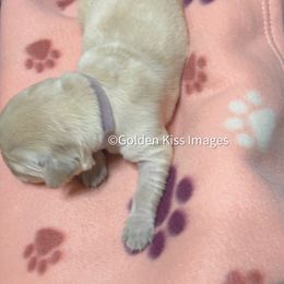 Golden Retriever Puppies from Golden Kiss Retrievers