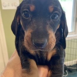 Remus - Black and tan male Dachshund puppy in Fort Wayne, Indiana from Hot Dog Haven