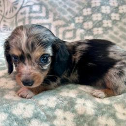 Boy 1 - Dapple male Dachshund puppy in Buchanan, Georgia from Kiser Creek Dachshunds