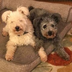 Pumi All Grown Up from MayaLu Dogs