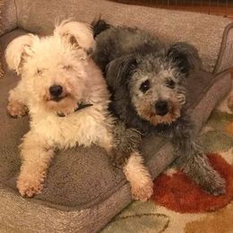 Pumi All Grown Up from MayaLu Dogs