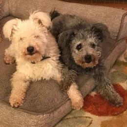 Pumi All Grown Up from MayaLu Dogs