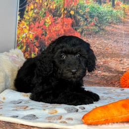 Wells - Black male Poodle puppy in Lebanon, Missouri from Perkins Pups