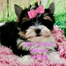 Xtreme Pretty in Pink - Black tan and white female Biewer Terrier puppy in Jonestown, Pennsylvania from AKC Xtreme Biewer Terriers...