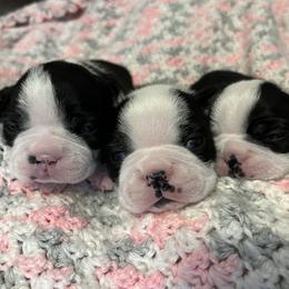 Boston Terrier Puppies from NW Boston Terriers