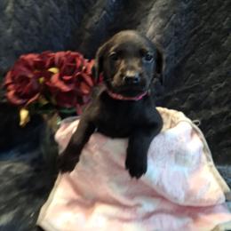 Murk - Black female Labrador Retriever puppy in Bemidji, Minnesota from Northern Star Elite Quality Labrador Retrievers