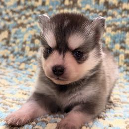 Grant - Wolf sable male Pomsky puppy in Aberdeen, Idaho from Willow Creek Cresteds