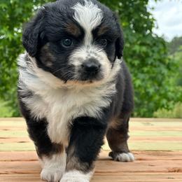 Rapunzel - Black tri female Miniature Australian Shepherd puppy in Doddridge, Arkansas from Huddleston Farm