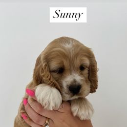Cockapoo Puppies from Cookie Cocker Farms