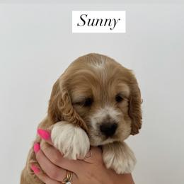 Cockapoo Puppies from Cookie Cocker Farms