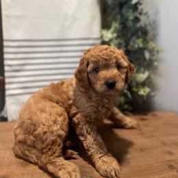 Georgie - Apricot male Cavapoo puppy in Englewood, Ohio from Hart’s Cavapoos