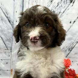 Boy 3 - Aussiedoodle puppy in Leitchfield, Kentucky from Salt River Kennels