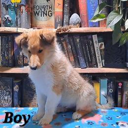 White boy - Sable male Collie puppy in Kalispell, Montana from C4 Collies