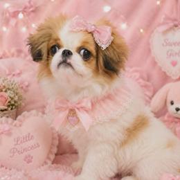 Red Girl - Red and white female Japanese Chin puppy in Tulsa, Oklahoma from Locust Creek Pugs & Japanese Chin's