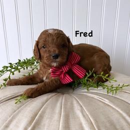 Bernedoodle, Cavapoo, Goldendoodle, and Poodle Puppies from Gypsi Doodles & Poodles