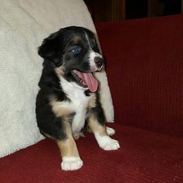 Miniature American Shepherd and Miniature Australian Shepherd Puppies from Skiba Mini Aussies
