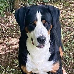 Godiva - Greater Swiss Mountain Dog