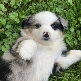Miniature American Shepherd Puppies from AKC Emerald Minis