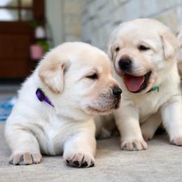 Purple - Yellow female Labrador Retriever puppy in Conroe, Texas from Pride Rock Labradors