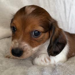 Girl 1 - Piebald female Dachshund puppy in Cherokee, Oklahoma from Special “K” Dachshunds