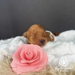 Robin - Red  female Goldendoodle puppy in Utah County, Utah from Big Hearted Breeders