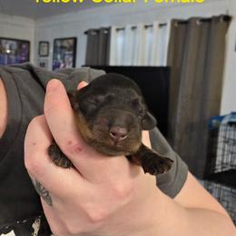 Yellow Collar - Black and tan female Dachshund puppy in La Pine, Oregon from RoseDox Dachshunds