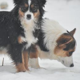 Miniature American Shepherds, Miniature Australian Shepherds, Pembroke Welsh Corgis, and Toy Australian Shepherds from Texas Bluebonnet Herders