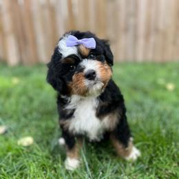 Pauline-Light Purple - Tri-color female Bernedoodle puppy in Casper, Wyoming from 307 Doodles